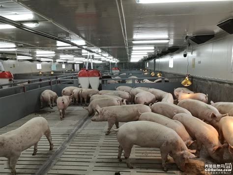 临近年关实地考察客户猪场环保被隔离三天，思威博拼下鼠年第四个基地拟将落地江西-江苏思威博生物科技有限公司