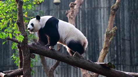 平武又双叒叕拍到大熊猫活动画面啦！ 这次是在古城镇柏林村_四川在线