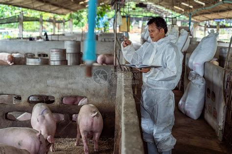 亚洲兽医在猪养场动物和猪养业高清图片下载-正版图片503754114-摄图网