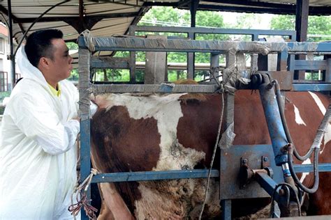 从牛栏里走出的“全国农业技术能手”_湖南省畜牧兽医研究所