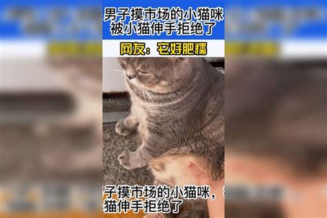 女子杀猫图激怒网民 专家呼吁立法遏制虐待动物_新闻中心_新浪网