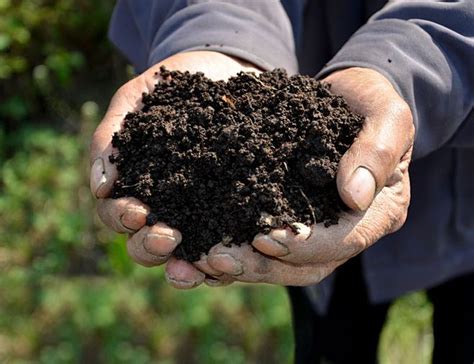 黑色营养土是什么土-黑色营养土是什么土壤-营养土批发网