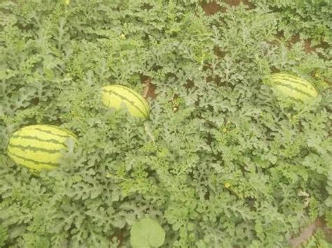 2022年6月29日西瓜产区价格汇总 - 蔬菜行情 - 绿果网
