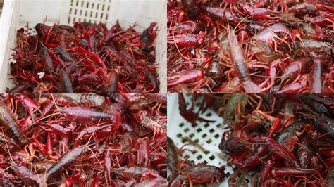 小龙虾有哪些中医功效，是什么原因成为夏季网红美食的？ - 知乎