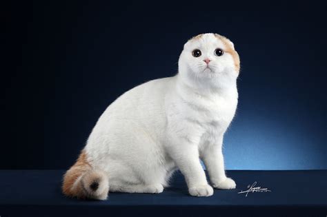 苏格兰折耳猫|摄影|动物|AMYWORKS广州阿斌 - 原创作品 - 站酷 (ZCOOL)