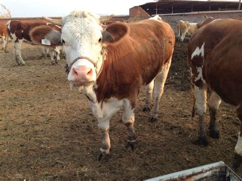 养殖牛发家致富 出售一头小牛犊价格 小黄牛 架子牛-阿里巴巴
