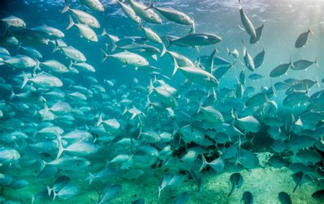 为什么鱼儿喜欢成群结队地活动_鱼集体行动的原因-学前教育资源网