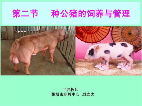 猪品种介绍——荣昌猪_母猪