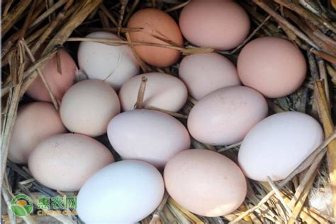 今日鸡蛋价格最新行情如何？ - 行业信息 - 智慧农业统一门户_打造怀宁特色全域智慧农业系统平台