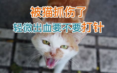“网红”猫咖的安全隐患：逗猫被抓伤 责任怎么算？_新华报业网