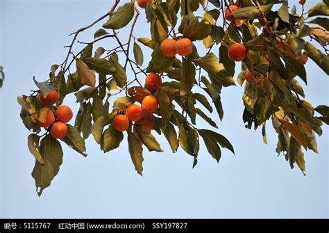 秋天蓝天下柿子树摄影图高清摄影大图-千库网
