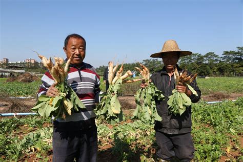 东坑：预计今年阴菜产量同比增长10%-广东省农业农村厅网站