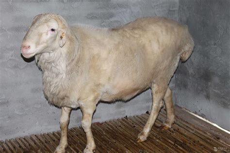 热烈庆祝：鲁西黑头羊品种通过农业部审定！羊族又添新成员！！！