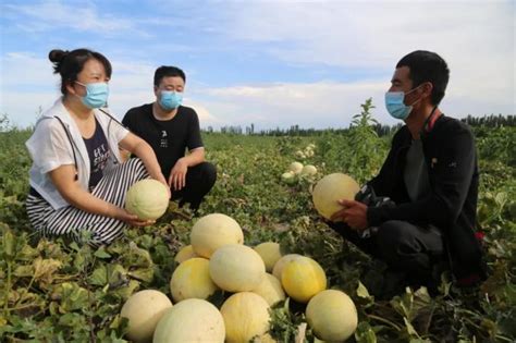 新疆伊犁：玉米颗粒归仓 秋收忙_凤凰网视频_凤凰网