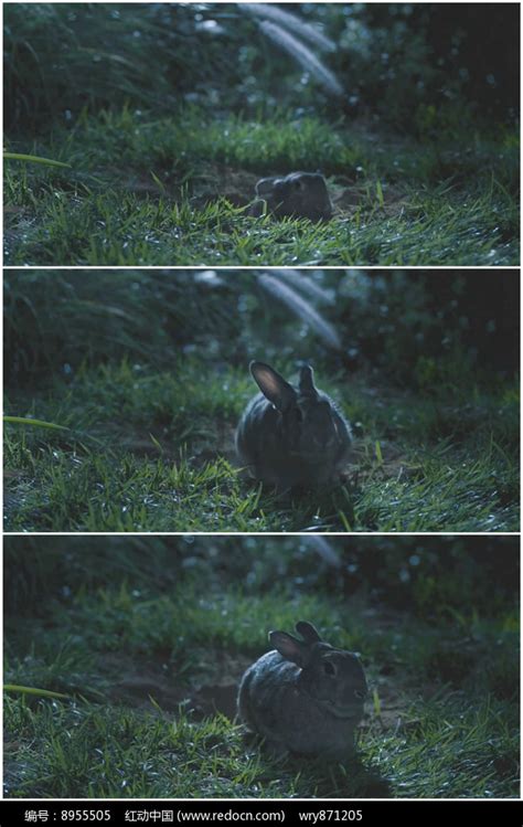 晚上兔子野兔从窝里爬出来视频下载_红动中国