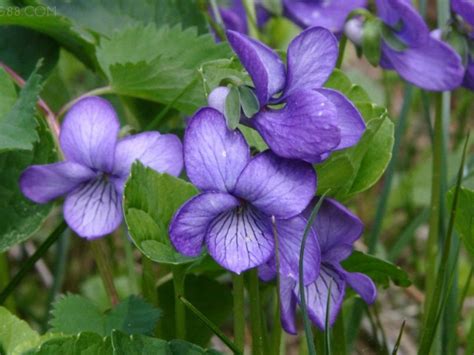 紫罗兰图片-美丽的紫罗兰花素材-高清图片-摄影照片-寻图免费打包下载