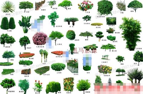 所有树的名称和图片,杂木树名称大全及图片,200种树木名称图片_大山谷图库
