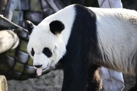 中国驻美国使馆发言人就旅美大熊猫“乐乐”离世答记者问