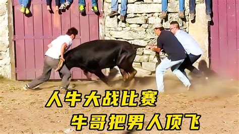 家牛站在牛棚里，俯视图。—高清视频下载、购买_视觉中国视频素材中心
