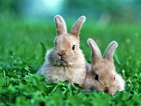 鼠和兔相配婚姻如何相配吗 鼠和兔的婚姻能长久吗