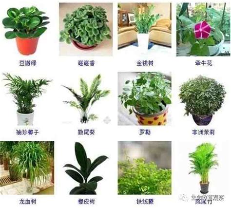 家庭常见绿叶植物图片及名称大全(100种)－团爪网三农