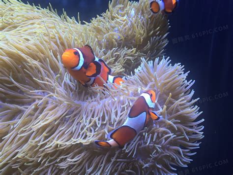 小丑鱼与珊瑚摄影图__海洋生物_生物世界_摄影图库_昵图网nipic.com