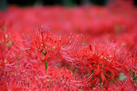 寻觅几种色彩的彼岸花 》 彼岸花 有好几种颜色 红 - 花粉随手拍风光 花粉俱乐部