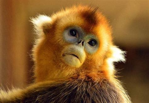 【金丝猴摄影图片】生态摄影_太平洋电脑网摄影部落