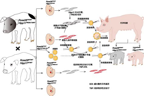广州健康院在可诱导外源基因表达工具猪培育及其应用取得新进展----广州生物医药与健康研究院