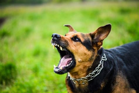 A German Shepherd Barking: A Perfect Guide to Train Your GSD