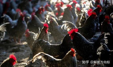 【现代化养鸡场摄影图片】广州纪实摄影_太平洋电脑网摄影部落