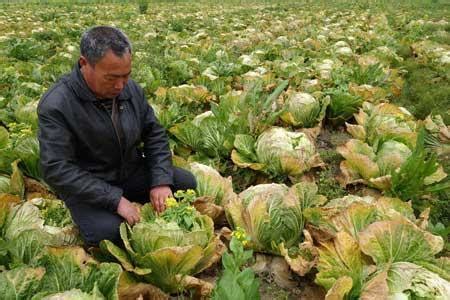 浙江温岭万吨白菜滞销烂在田里 菜农忧心--台州频道