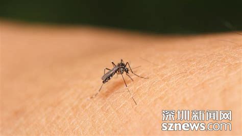 【病媒生物防制】为什么被蚊子叮的人总是你？怎么变身“蚊不叮”？