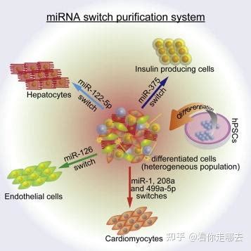 血浆血清miRNA如何产量更高？ - 知乎