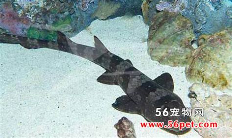 南安一渔民钓到稀罕金黄色狗鲨 身长70cm重达两斤多-闽南网