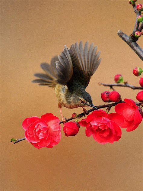 大自然之美——鸟语花香 - 图片壁纸