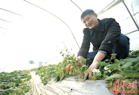 “新农人”黄稳：新的一年草莓果子还会更好些 - 头条新闻 - 湖南在线 - 华声在线