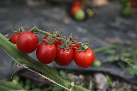 温室里生长的西红柿幼苗高清摄影大图-千库网