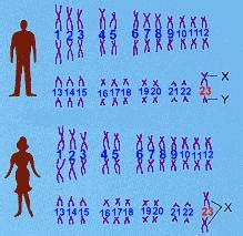 新人种即将出现？科学家发现：Y染色体正在消失|染色体|人类|男性_新浪新闻
