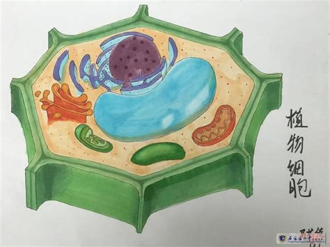 感受细胞之美丨生物模型制作大赛展览来啦 石家庄二中实验学校