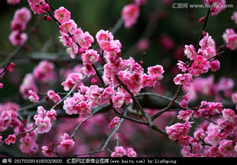 梅花的花语及其生长习性-168鲜花速递网