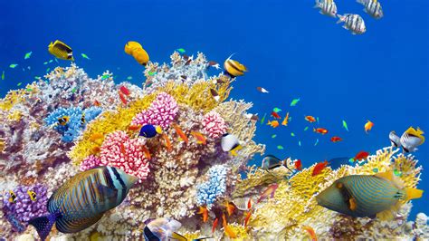 珊瑚为什么是五颜六色的（珊瑚的颜色是怎么形成的）_藻类_生活_白色