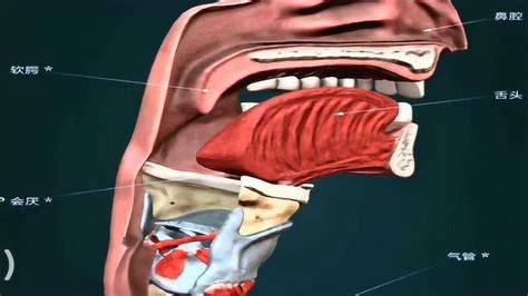食道和气管共用一个喉咙，用于呼吸和进食，人类进化太神奇了！