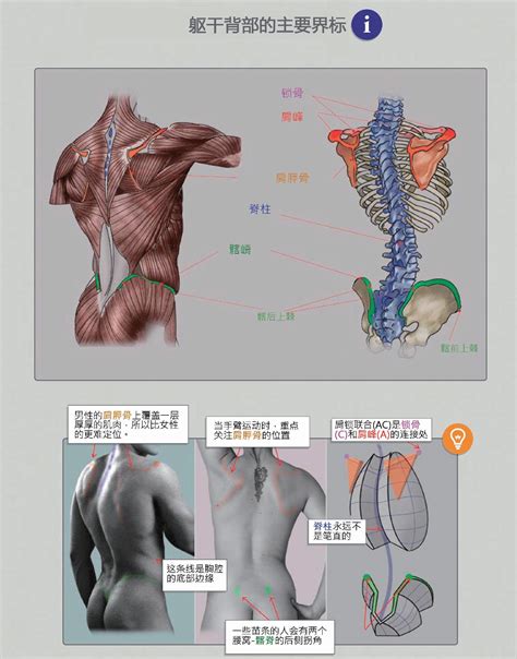 人体背部经络png图片免费下载-素材7SyPWkgkV-新图网