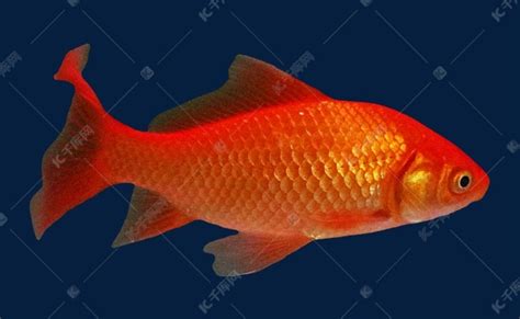 红色小鱼金鱼素材图片免费下载-千库网