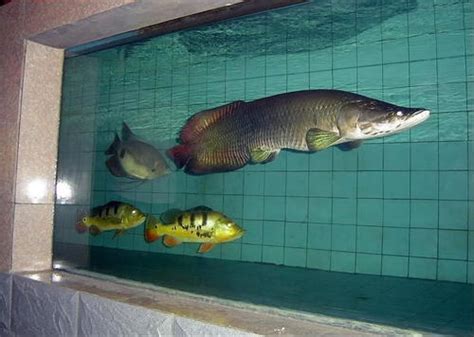 大型观赏鱼 热带大型观赏鱼的种类_金鱼 - 养宠客