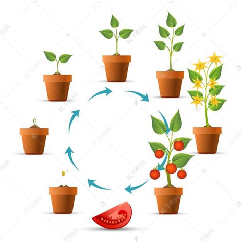 绿豆的生长过程-绿豆的生长过程,绿豆,生长,过程 - 早旭阅读