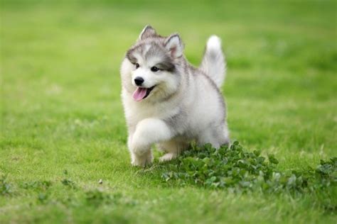 纯种阿拉斯加犬多少钱一只 活体阿拉斯加幼犬出售