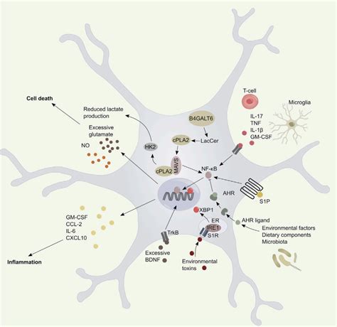 Nature Neurosci：研究发现前额叶皮层中神经元和星形胶质细胞间GABA能功能单元|胶质|神经元|细胞_新浪新闻