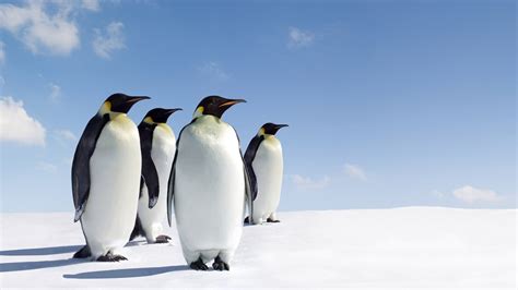 企鹅 动物 野生动物 大自然 企鹅 极地物种 萌宠动物壁纸(动物静态壁纸) - 静态壁纸下载 - 元气壁纸